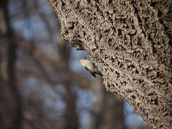 Tufted Titmouse, Central Park