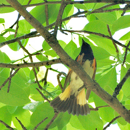 American Redstart, Central Park