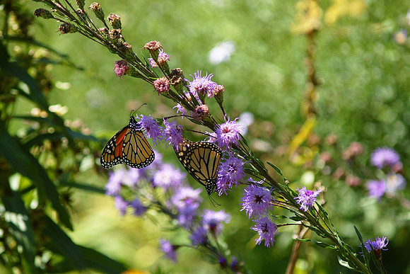 Monarch Butterflies