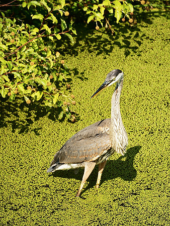 Great Blue Heron, Turtle Pond