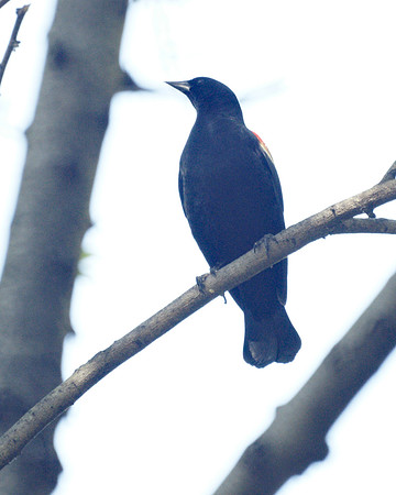 Red-Winged Blackbird, Central Park