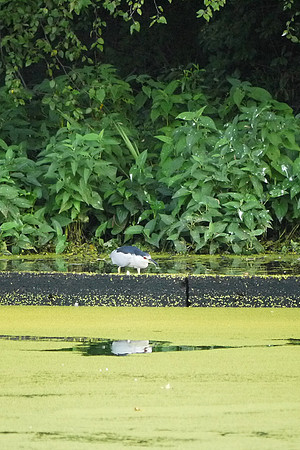 Black-Crowned Night Heron, Turtle Pond