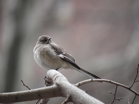 Northern Mockingbird