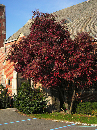 Japanese Maple, Holy Family Church, Flushing NY