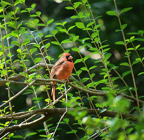 Cardinal, Central Park
