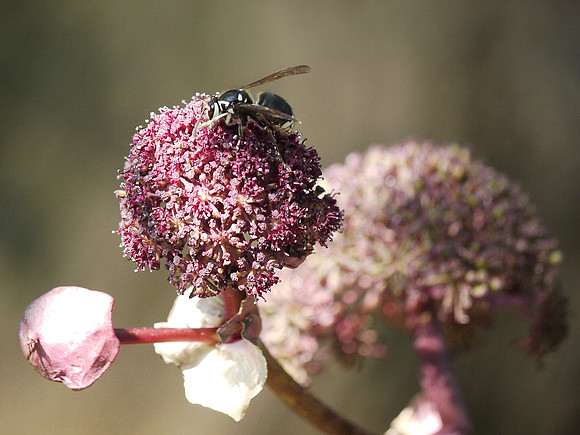 Wasp at work, Brooklyn Botanic Garden