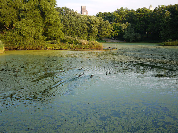 Turtle Pond