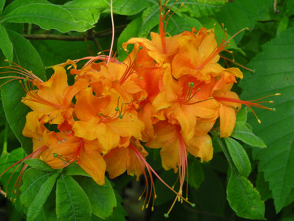 Azaleas, Central Park
