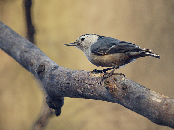 White-Breasted Nuthatch, Central Park