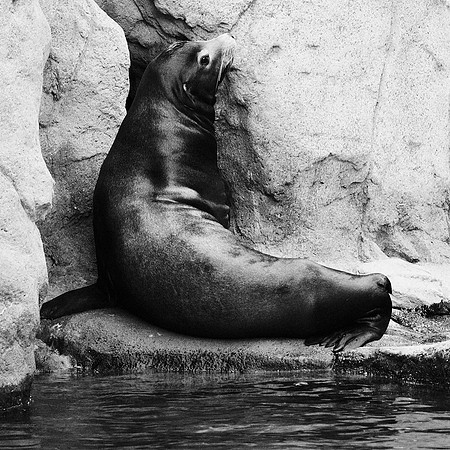 Sea Lion, Bronx Zoo