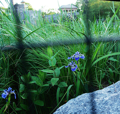 The fence, the irises, the castle