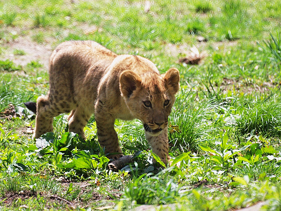 Lion Cub, Bronx Zoo