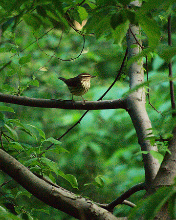 Northern Waterthrush, Central Park