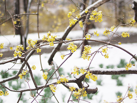 Dogwood flowers in snow, Central Park
