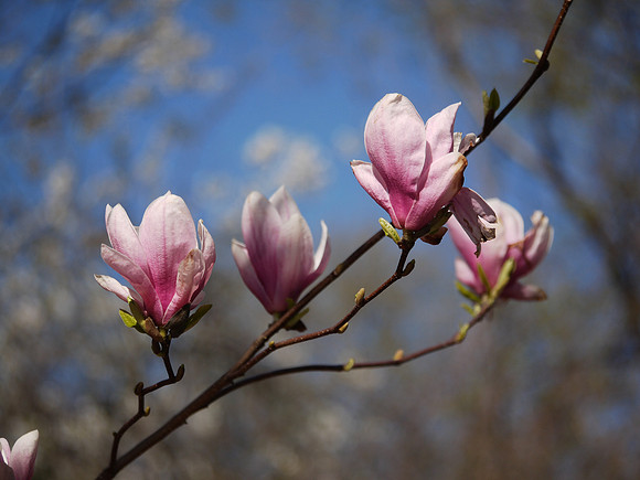 Magnolia blossoms, Central Park