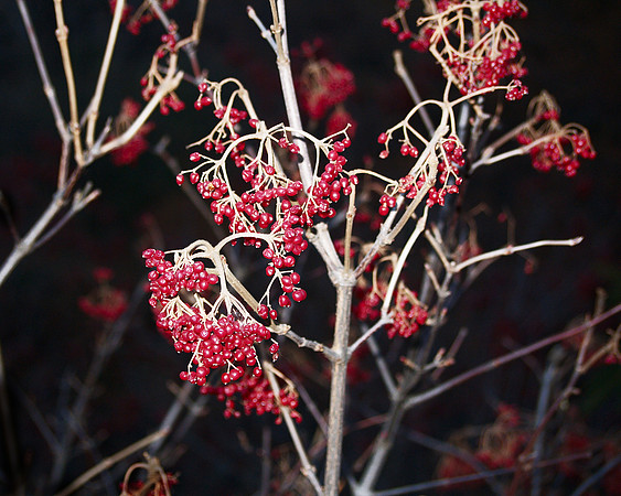 Berries, Christmas Eve 2010