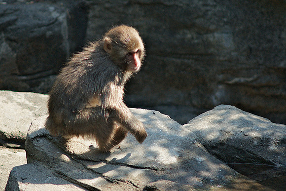 Young Snow Monkey