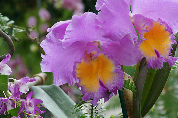 Cattleya