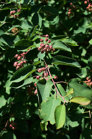 Berries