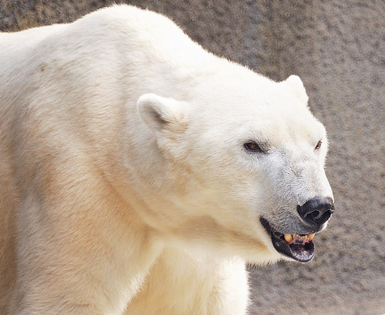 Polar Bear, Central Park Zoo