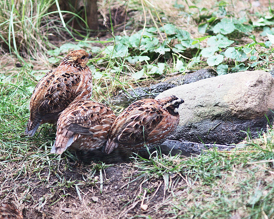 Quails, Bronx Zoo