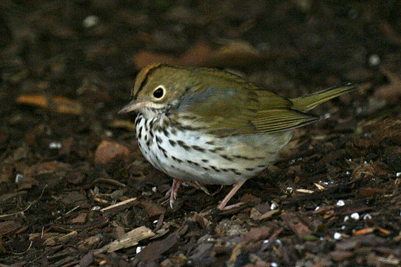 Ovenbird, Fifth Avenue