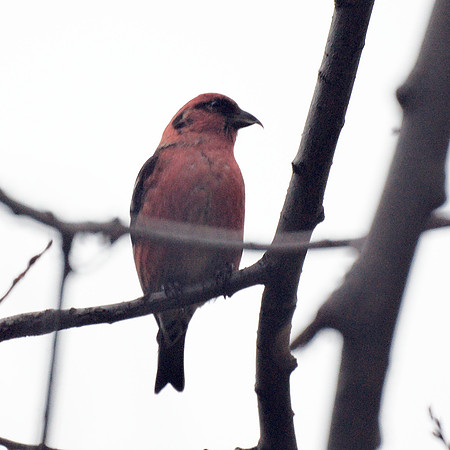 White-Winged Crossbill, Central Park