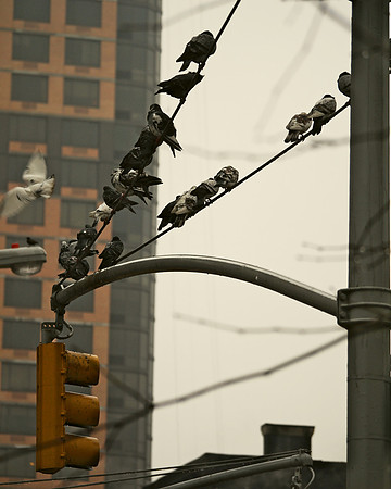 Rainy Day Pigeon, #1 through 22