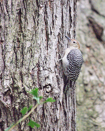Red-Bellied Woodpecker, Theodore Roosevelt Park