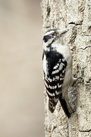 Downy Woodpecker, Central Park