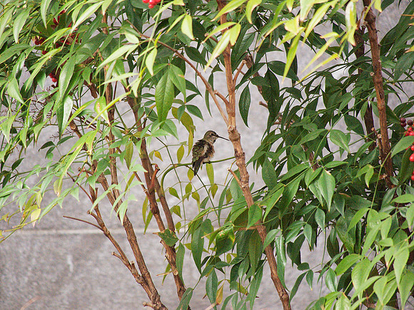 Rufous Hummingbird, in front of the Rose Center planetarium building