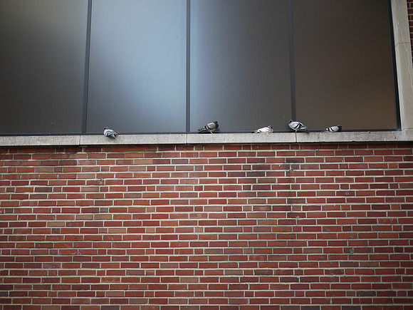 Windows, pigeons, brick wall