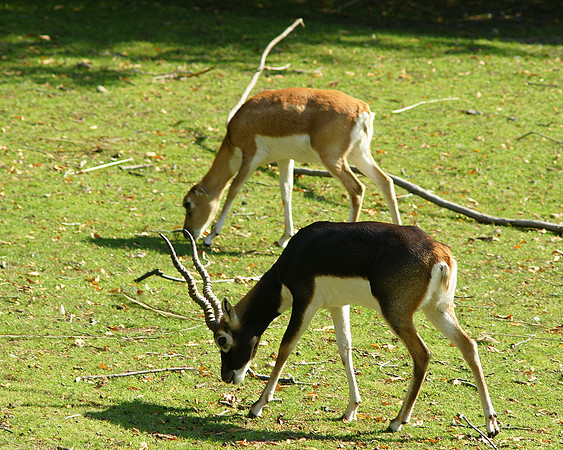 Gazelles, Bronx Zoo