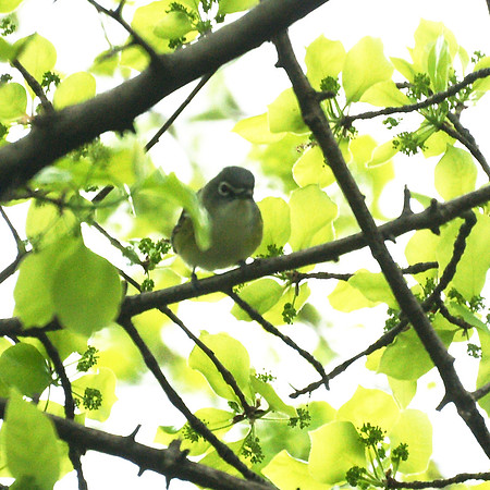 Blue-Headed Vireo, Central Park