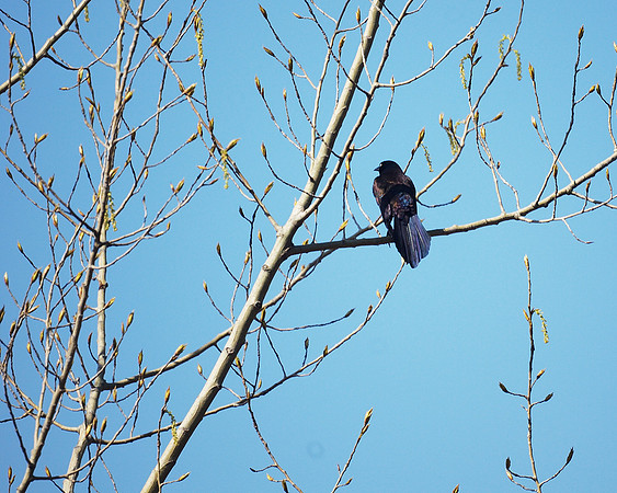 Grackle, NY Botanical Garden