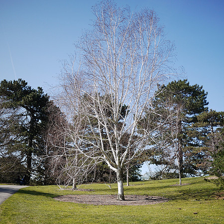 Birch, late winter, NY Botanical Garden