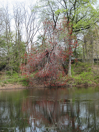NY Botanical Garden