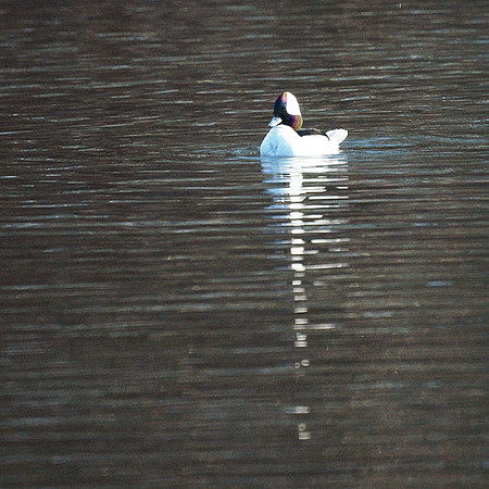 Bufflehead duck, Turtle Pond