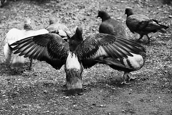 Pigeons, Theater District