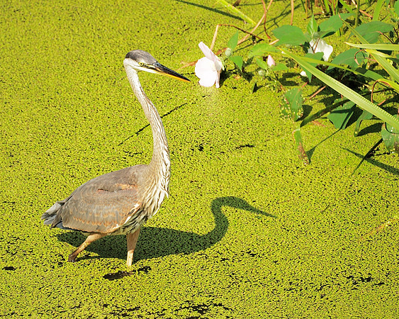 Great Blue Heron, Turtle Pond, Central Park