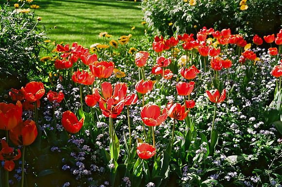 Tulips, Longwood Gardens Conservatory