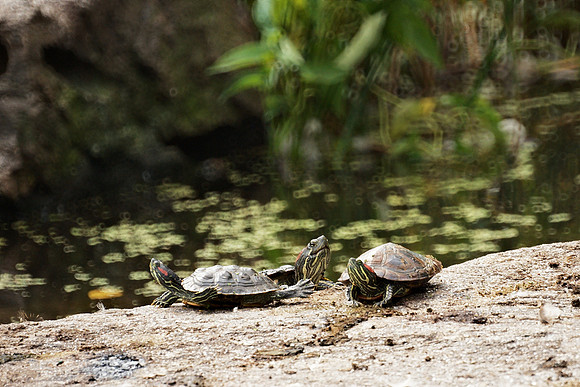Turtle Pond