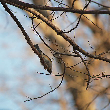 Tufted Titmouse, Central Park