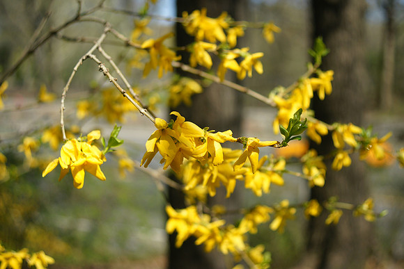 Forsythia, Central Park