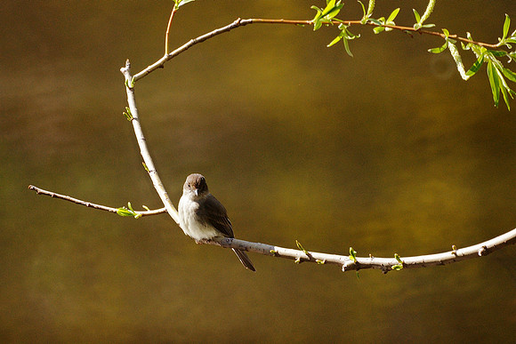 Eastern Phoebe