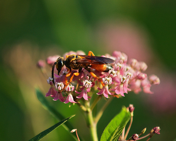 Great Golden Digger Wasp, Central Park, NY