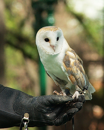 Barn Owl, Bronx Zoo
