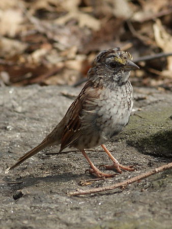 sparrow in action (5)