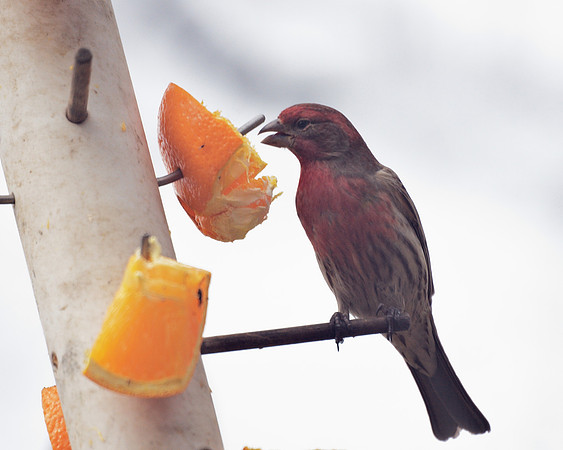 House Finch, Central Park
