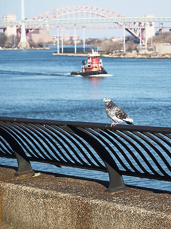 Pigeon, East River Promenade, Carl Schurz Park